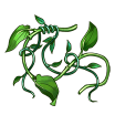 itemLiana.png