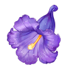 itemCollectionFlowerJacaranda.png