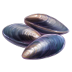 itemMussel.png