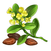itemJojoba.png